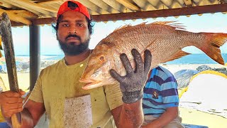 Huge Spangled Emperor Fish Cutting Skill | Fastest Tuna Fish Cutting Skill | Trevally Fish Cutting