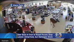 Deer Goes Shopping At Mount Pocono Store
