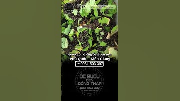 Giao 6.000 Ốc Bươu Đen Giống Cho Khách Hàng Ở Phú Quốc - Kiên Giang |  ốc bươu đen  | ốc lác gác bếp