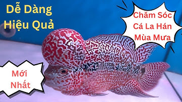 Cách Nuôi Cá La Hán Mùa Mưa Hiệu Quả