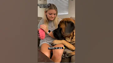 Dogvideos Ilovemydog Animals Dog Petsupplies Diy Instagood Happydog Animaldog Dogbreeds 