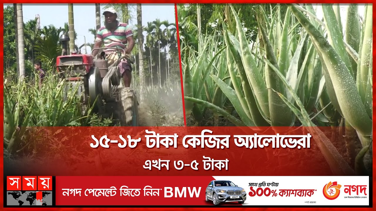 অ্যালোভেরা চাষের লাভ ও ক্ষতি