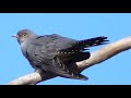 The cuckoo is cuckooing. Like a bird singing, voice, singing.