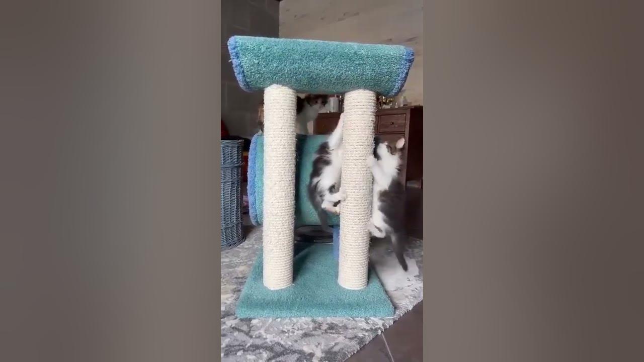 Покорение когтеточки Труба и седло - YouTube