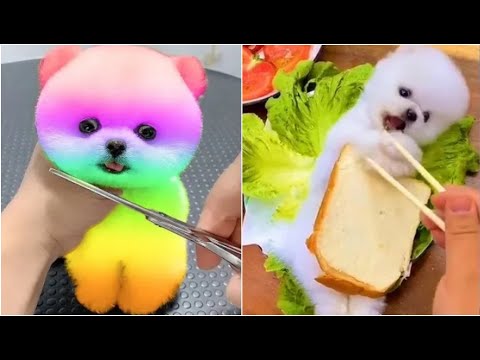 OMG! So cute pomeranian puppy completion 😍 ||Cute dog||