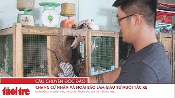 Chàng cử nhân và hoài bão làm giàu từ nuôi tắc kè