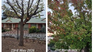 Lifestyle Sa Golden Grove Ornamental Pear Tree Pruning 21 May 2026