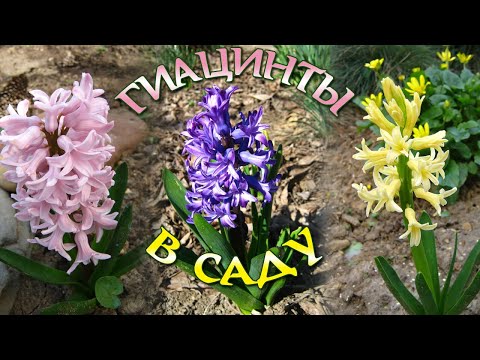 Видео: Уход за аметистовыми гиацинтами – посадка луковиц аметистовых гиацинтов в саду