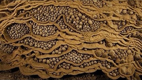 12 Most Incredible Finds That Scientists Still Can