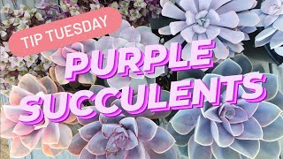 Purple Succulents! 💜🌱😊