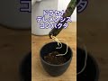 【植物屋の見習い】見習いの実験 ep.6 ついに実験#shorts #実験 #植物