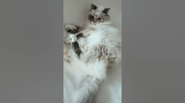 Video 11006471: birman mix rescue cat, blue mix cat, blue eyed birman mix, blue eyed fluffy cat, cat show