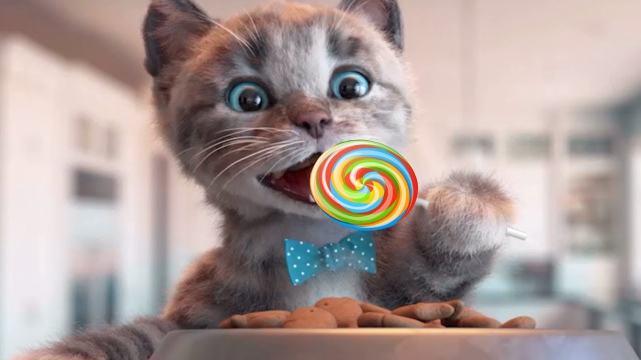 Play Fun Pet Kitten Care Kids Game Little Kitten Preschool Fun play-fun-pet-kitten-care-kids-game-little-kitten-preschool-fun