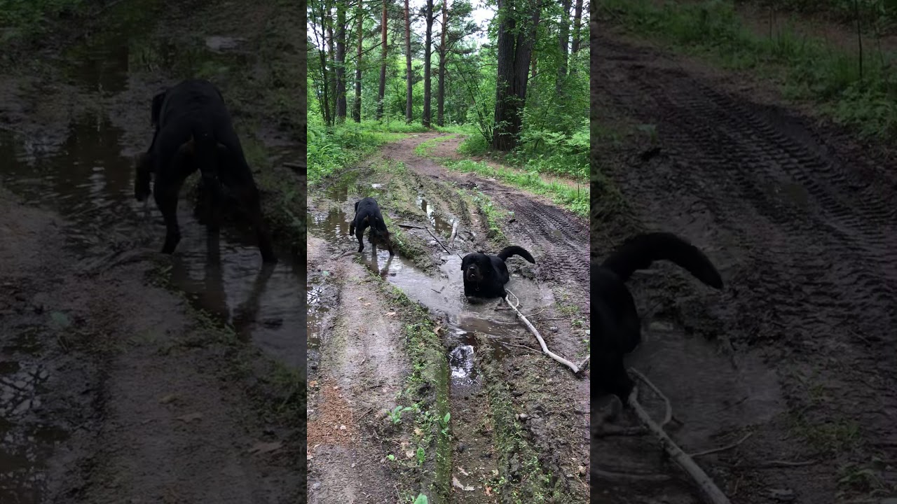 Свинтус картинки страшилка