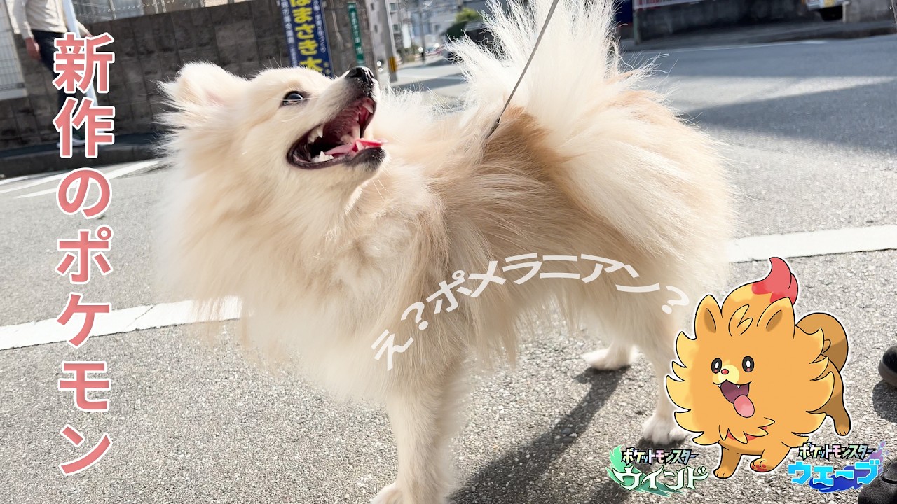 新作のポケモンにポメラニアン！？そろそろ1歳になるポメラニアンのお散歩🐶 Is this a new Pokemon? My Pomeranian walk🐾