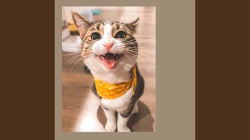 Subdued Backdrops for Dreaming Cats