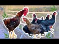 COMO TER AVES MAIS SAUDAVEIS E PRODUTIVAS ? O segredo das Galinhas Felizes !!!