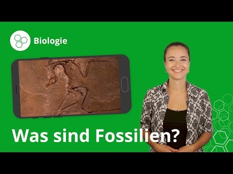 Video: Welche 4 Arten von Fossilien gibt es?