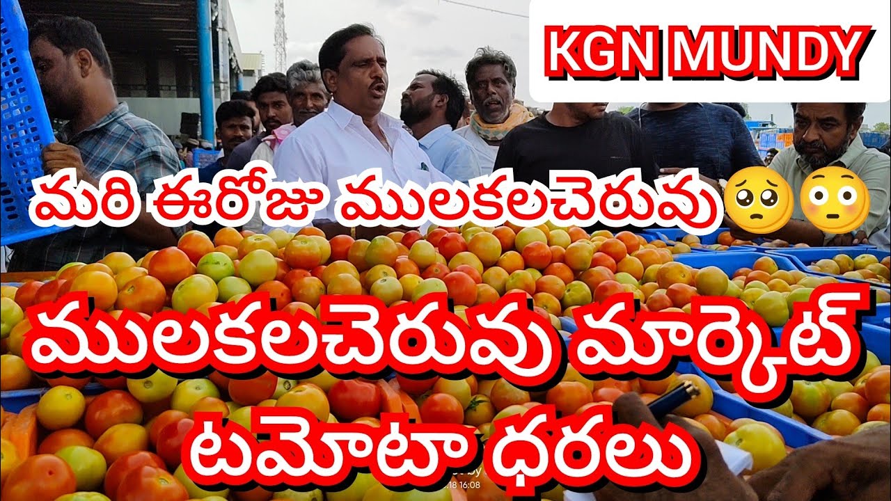 16-02-25 Mulakalacheruvu Tomato Market price Today || Today Tomato Market Rate in Mulakalacheruvu