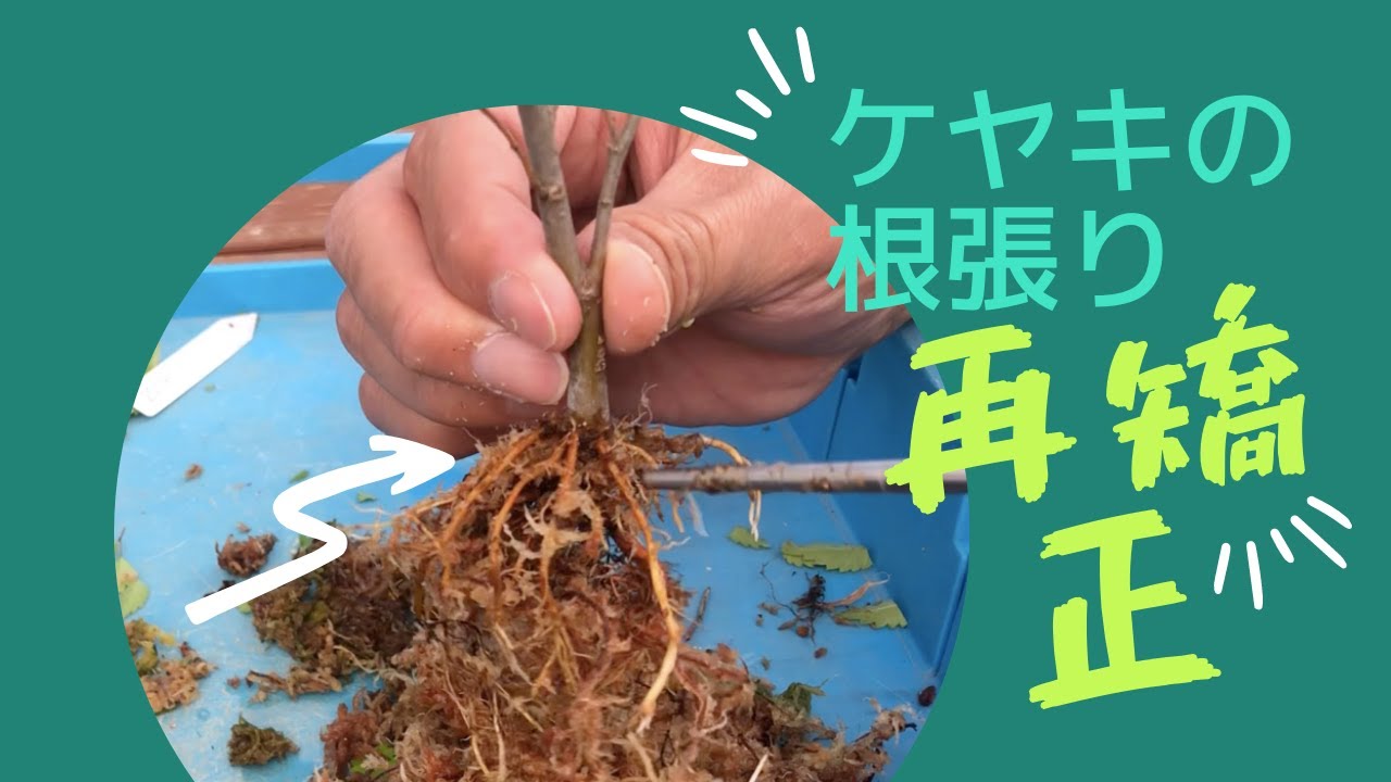 ケヤキの根張り 再矯正 Youtube