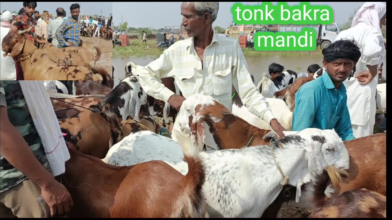 Rajasthan bakra mandi tonk goat market live updet cover with price 21 jun 2023