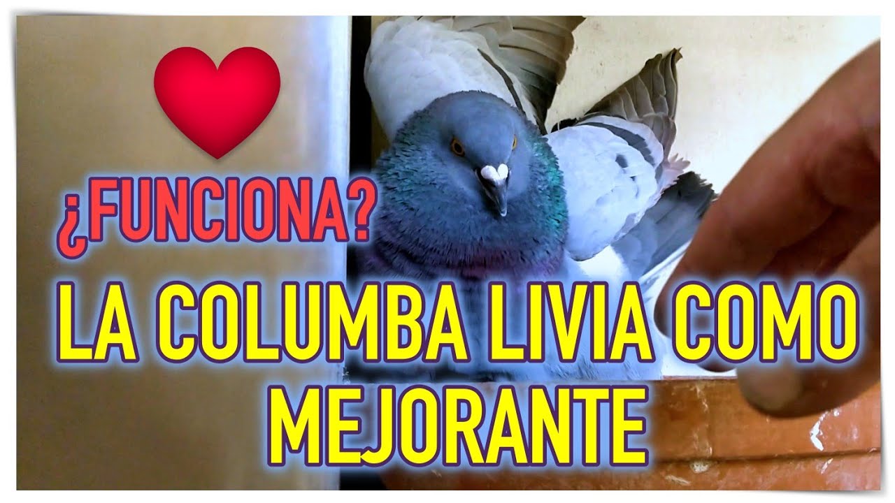 ¿FUNCIONA?☺️La Columba Livia como mejorante.