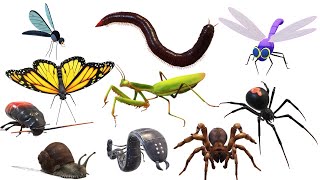 Insects Name in English  Insects picture for kids | @AAtoonsKids