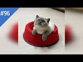 #96 FUNNY PETS / СМЕШНЫЕ ВИДЕО 2021 / Я РЖАЛ ПОЛЧАСА / СМЕШНЫЕ ЖИВОТНЫЕ