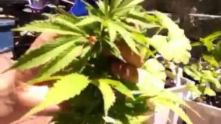HELP! Why are my marijuana plants flowering so early?