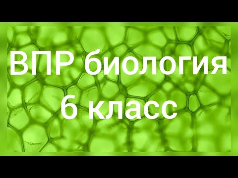 ВПР - 2022. Биология 6 класс. Вариант с ответами №1