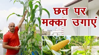 छत पर मक्का उगाएं, भरपूर फल लेने की विधि यह है || Organic Kitchen Gardening || Technical Farming