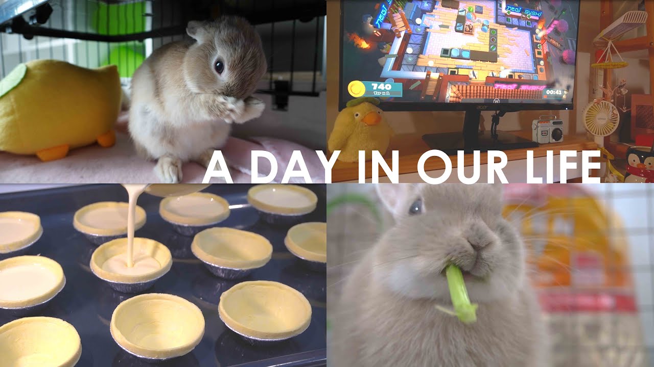 A day in the life 我一天都吃什么｜ Home cooked meals, making toast needle felt, rabbit's daily routine