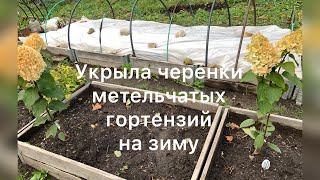 видео: ПОДГОТОВКА И УКРЫТИЕ ЧЕРЕНКОВ НА ЗИМУ. картинка: ПОДГОТОВКА И УКРЫТИЕ ЧЕРЕНКОВ НА ЗИМУ.