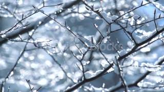 snow tree slow motion winter background hexews2r