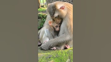 Poor little Baby crying loudly angry Mom - Baby So hungry ❤️😍 #Short #usa #ytlifestyle  #babyprimate