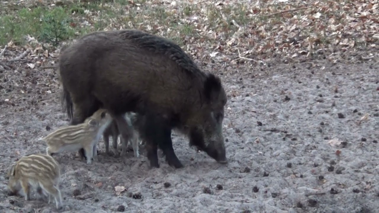 Zwijnen op de Veluwe