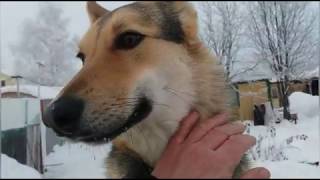 Видео Зетта-моя надёжная охрана и верный друг (автор: ИННА Н)