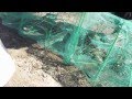 Ловля раков на баянную раколовку / Catching crabs