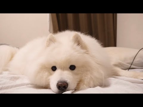 大好きなパパと片時も離れたくないサモエド犬