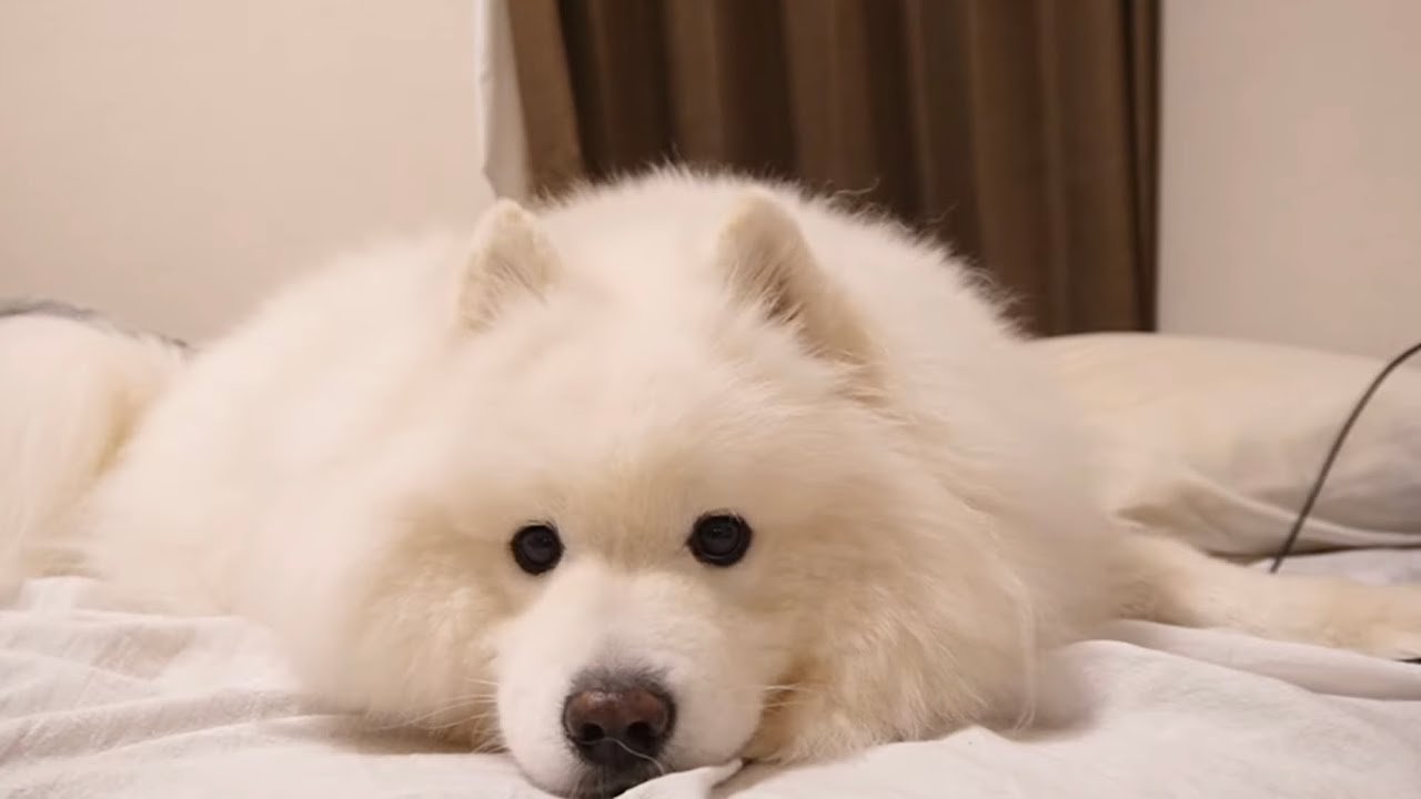 サモエドパパ サモエドがパパと男2人暮らしになった日 - YouTube