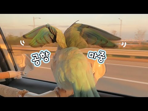 ✈️It's nice to pick up my sister, but I like driving better!