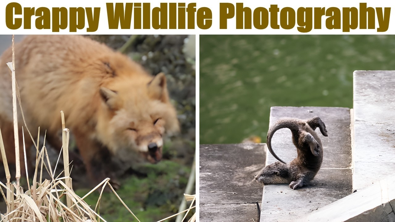 When Wildlife Photography Goes Hilariously Crappy (NEW Pics)