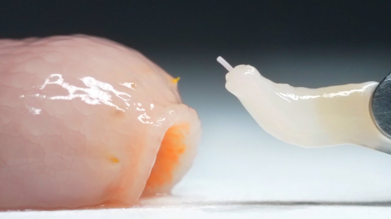 大量の寄生虫をユムシに張り付けると 的youtube视频效果分析报告 Noxinfluencer 大量の寄生虫をユムシに張り付けると 的youtube视频效果分析报告 Noxinfluencer
