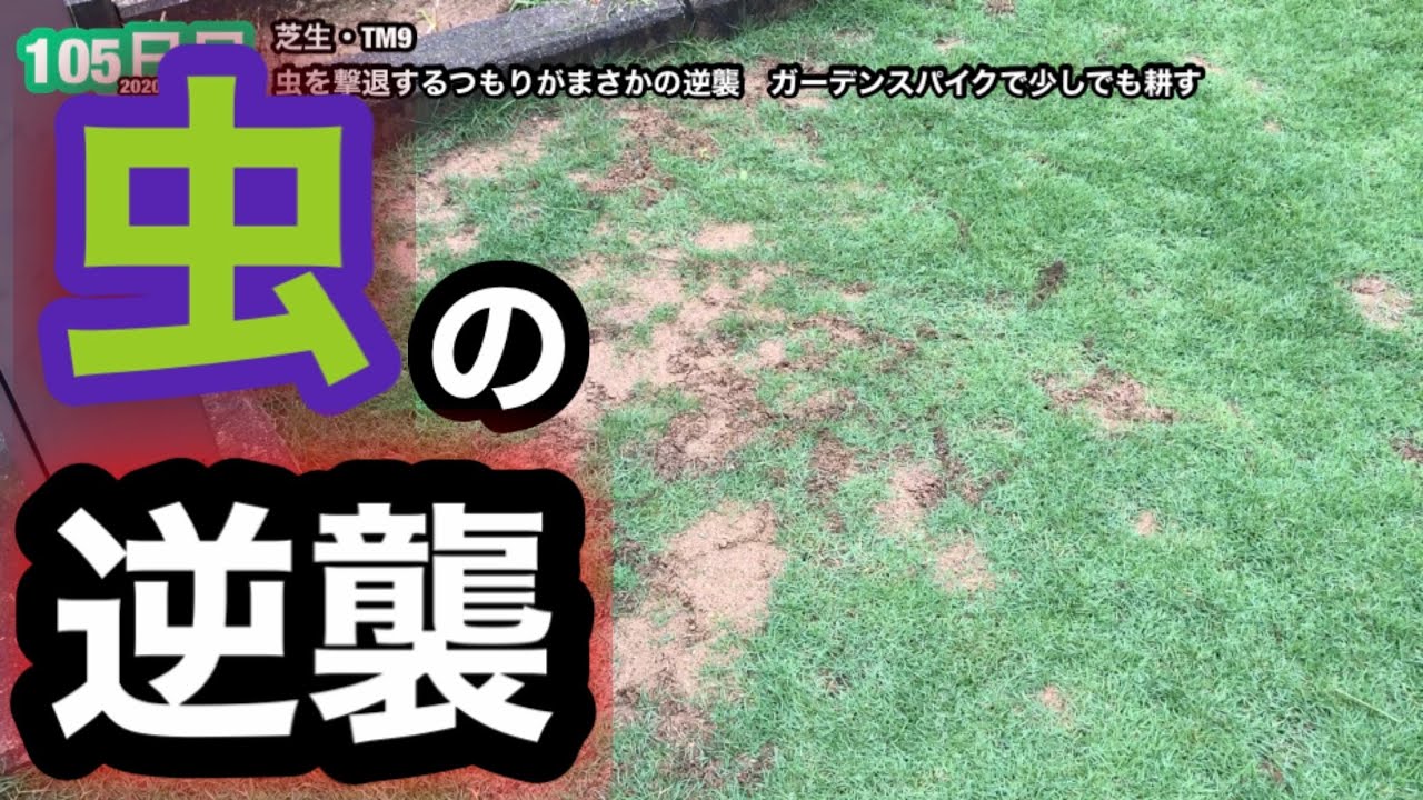芝管理　芝　除草 Amazon.co.jp: 芝生用 除草剤 グラトップDF水和剤 250g 日本芝