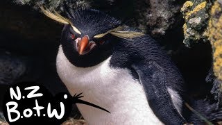 Eastern rockhopper penguin - New Zealand Bird of the Week