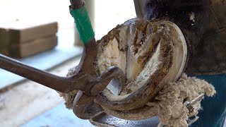 Process of Replacing Old Horseshoes. Skilled Korean Farrier