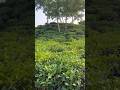 Refreshing Nature! #teagarden #beautifulsylhet #naturelovers #naturevlogs #explorebangladesh