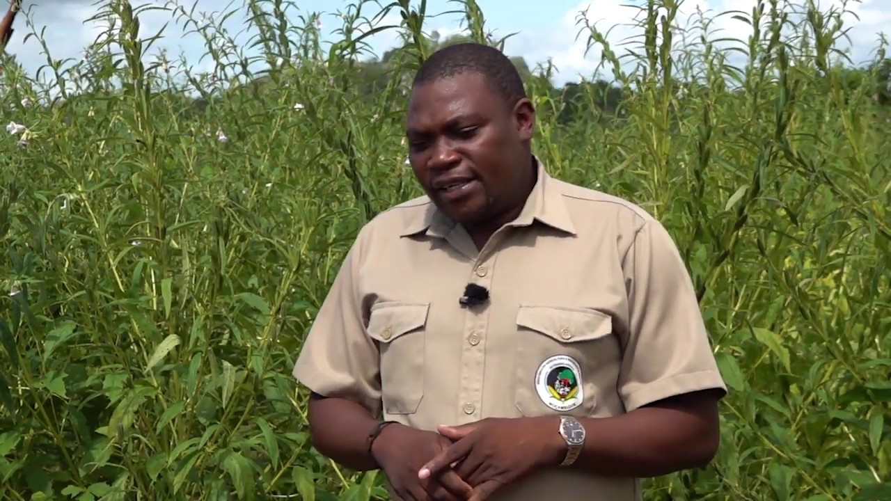 Celestino António se afirma como modelo na produção de gergelim na província de Zambézia