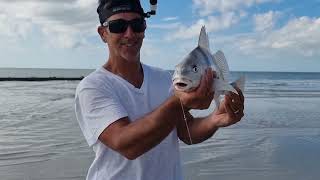 a pesca anche un bel drum fish oltre agli sheepshead pescati tutti con gli shrimp