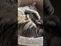 窓ぎわがポカポカで気持ちいいね